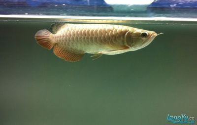 金頭龍魚多大不會反垢？：金頭龍魚反垢怎么辦