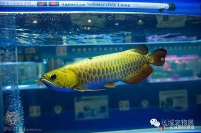 金頭龍魚多大不會反垢？：金頭龍魚反垢怎么辦