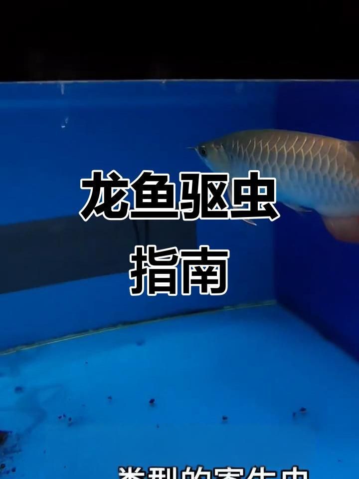 如何預防龍魚寄生蟲感染？