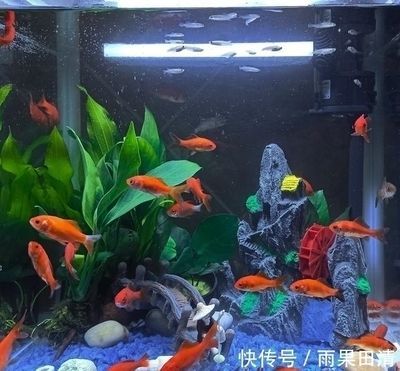 龍魚怎么區分公母圖解：如何區分龍魚公母