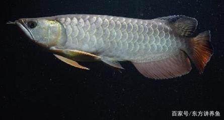 金龍魚要求的水質是多少（金龍魚對水質的具體要求：金龍魚對水質的具體要求）