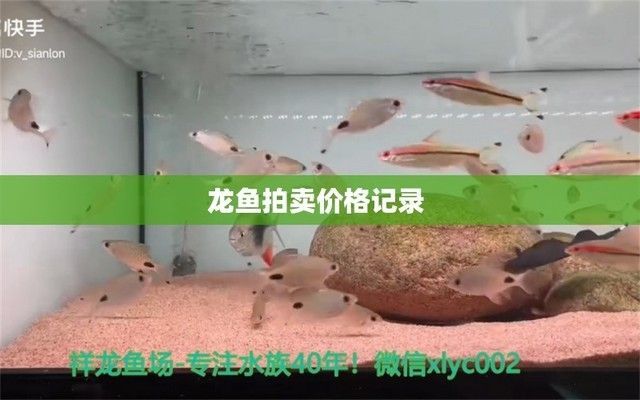 龍魚拍賣價格記錄（紅龍魚拍賣價格記錄）
