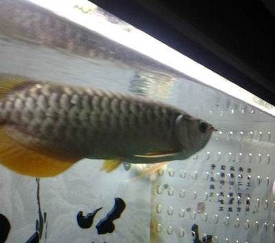 賣龍魚的網站叫什么來著呢（賣龍魚的網站）