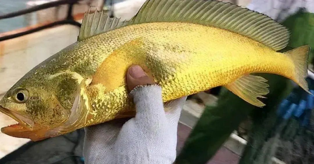 中國十大名魚排名