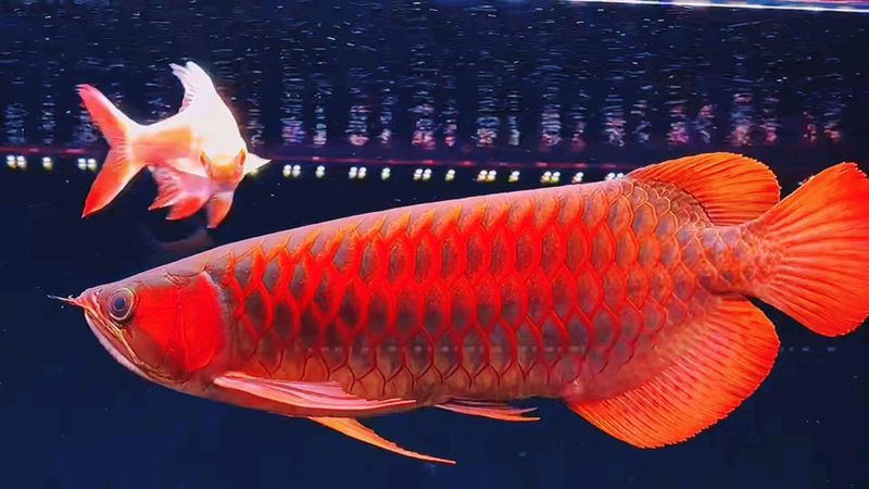 紅龍腮紅的價格是多少？