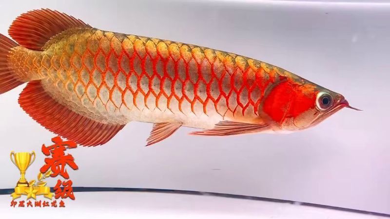 紅龍腮紅的價格是多少？