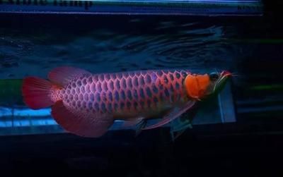 龍魚鱗片有血絲怎么治療：龍魚鱗片有血絲怎么辦