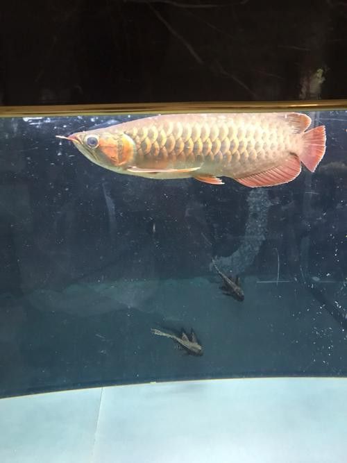 紅龍魚發色階段圖片大全欣賞