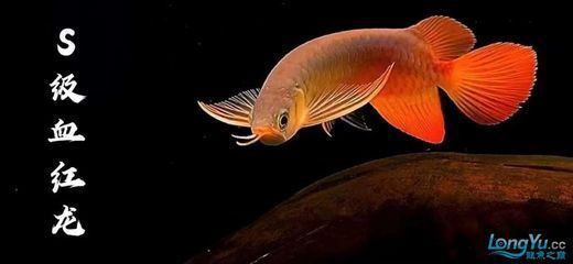 大龍魚多少時間開口（龍魚一般幾天開始吃食）