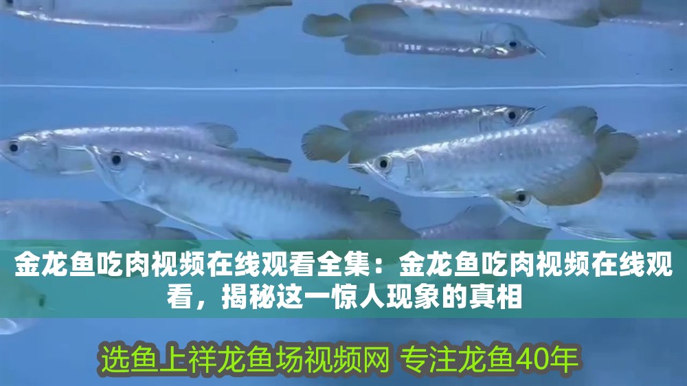金龍魚吃肉視頻在線觀看全集：金龍魚吃肉視頻在線觀看，揭秘這一驚人現(xiàn)象的真相