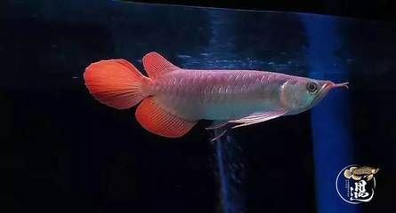 龍魚為什么吐食了：龍魚吐食可能由多種因素引起，