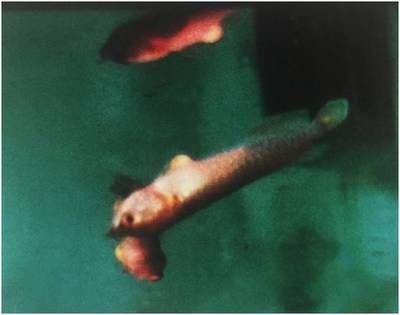 龍魚為什么吐食了：龍魚吐食可能由多種因素引起，