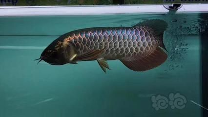 古典龍魚和過背哪個好：古典龍魚和過背龍魚哪個好