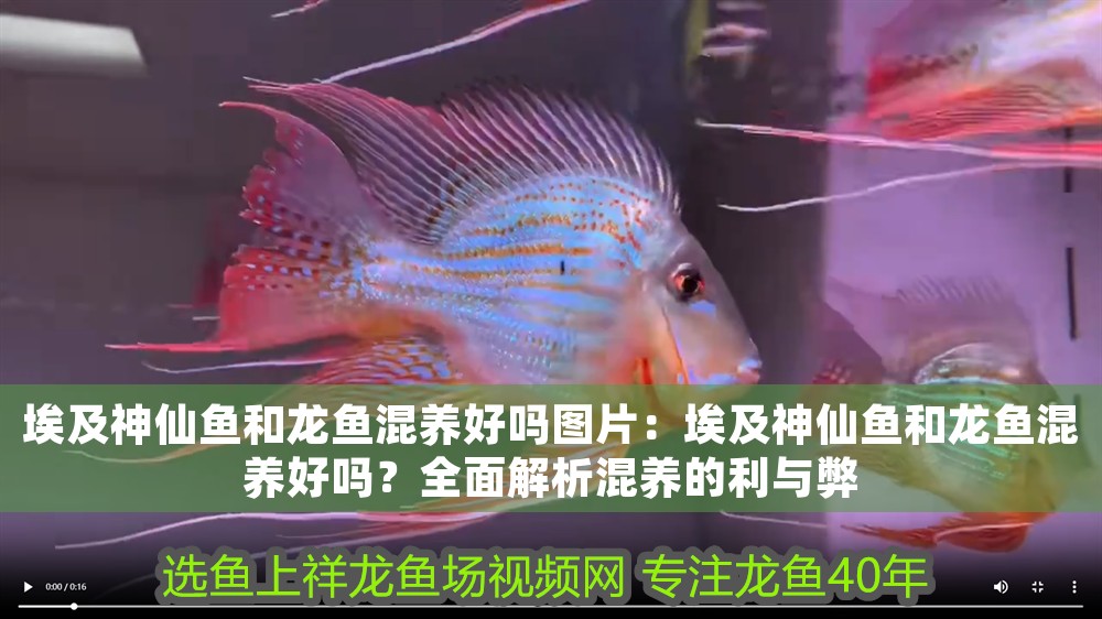 埃及神仙魚和龍魚混養(yǎng)好嗎圖片：埃及神仙魚和龍魚混養(yǎng)好嗎？全面解析混養(yǎng)的利與弊