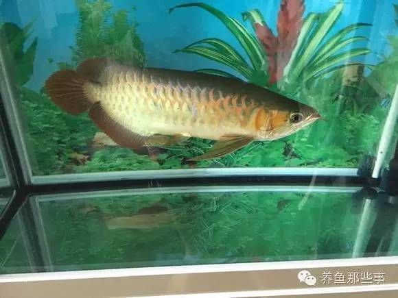 龍魚新入缸害怕怎么辦：龍魚新入缸害怕怎么辦，通過以下幾個(gè)步驟幫助龍魚盡快適應(yīng)新環(huán)境