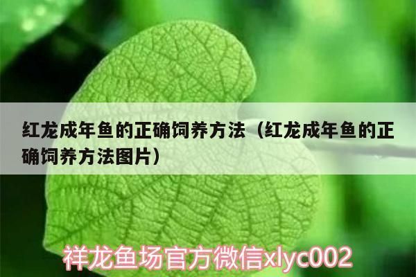 紅龍魚飼養(yǎng)技巧和方法（紅龍魚發(fā)色加速技巧）