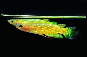 古典金龍魚長大什么樣：古典金龍魚在長大后外觀特點(diǎn)介紹：古典金龍魚長大后外觀特點(diǎn)
