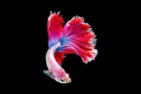 龍魚黑底白背景（關于龍魚黑底白背景的詳細信息）