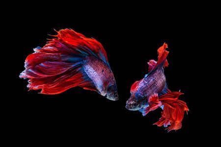 龍魚黑底白背景（關于龍魚黑底白背景的詳細信息）