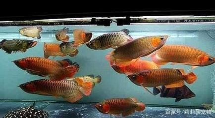 解決龍魚打不過地圖魚的問題（龍魚為什么打不過地圖魚？）