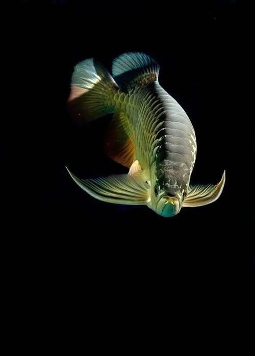 金龍魚高清壁紙圖片