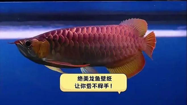 金龍魚高清壁紙圖片