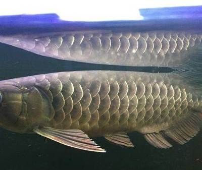 成色好的金龍魚多少錢一條