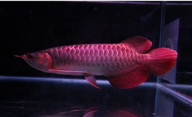 龍魚發色led燈好還是燈管好呢：龍魚發色led燈品牌推薦