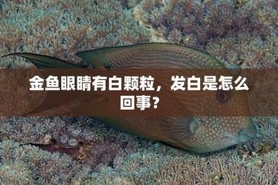 龍魚死后眼睛發白什么原因