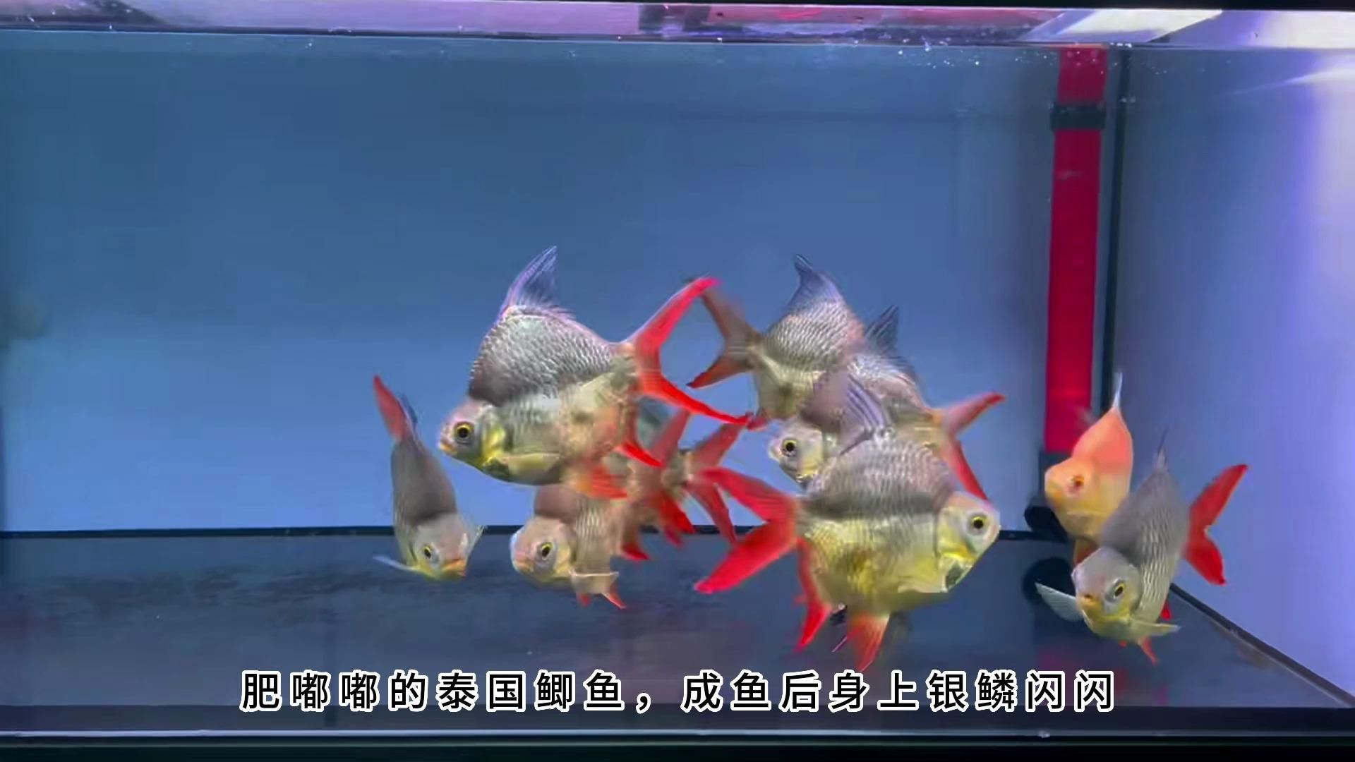 泰國鯽咬龍魚嗎