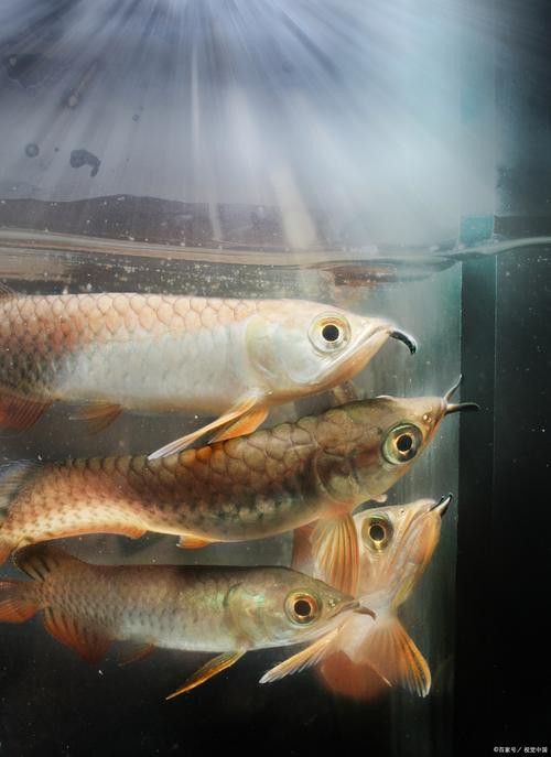 有沒有高清的小龍魚圖片？