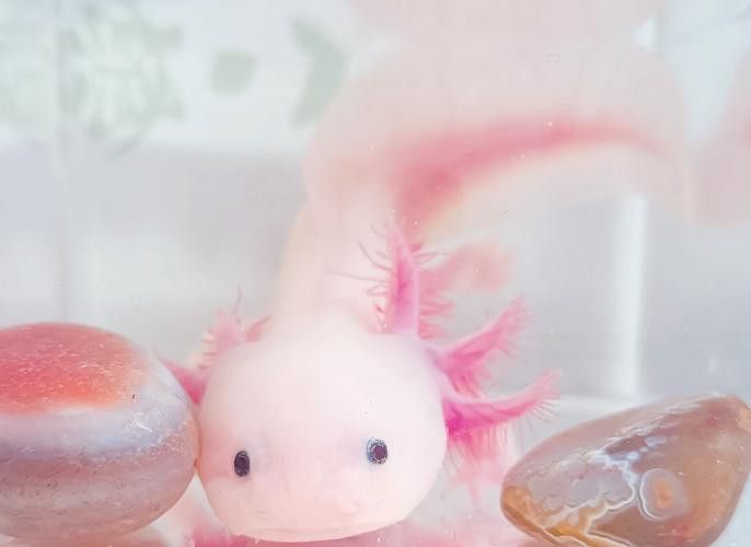 有沒有高清的小龍魚圖片？