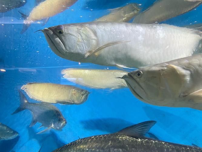 有沒有高清的小龍魚圖片？