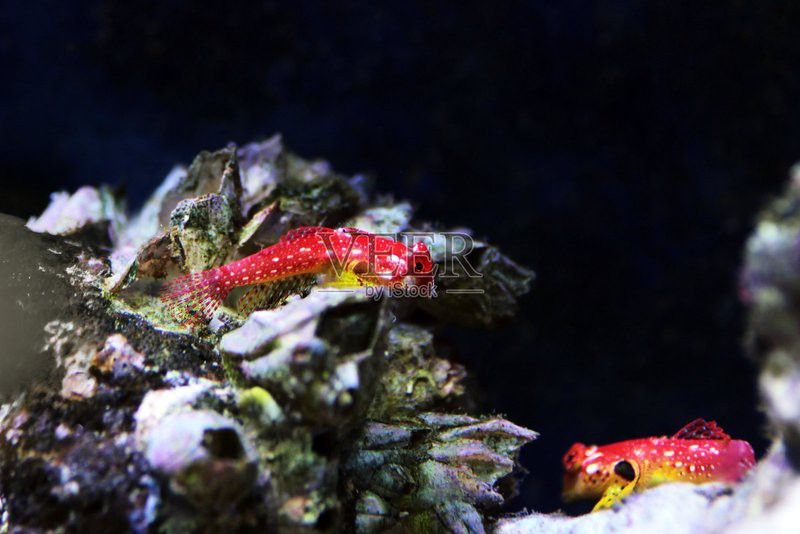 有沒有高清的小龍魚圖片？
