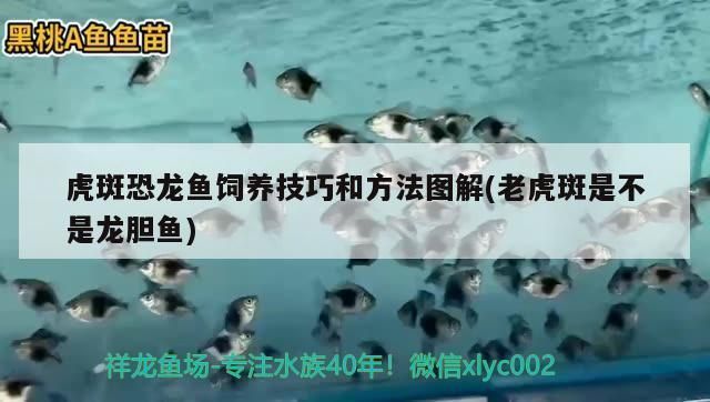 龍魚的虎斑是什么品種的魚類:龍魚中帶有虎斑特征的具體品種 龍魚百科 第4張 龍魚的虎斑是什么品種的魚類:龍魚中帶有虎斑特征的具體品種 龍魚的虎斑是什么品種的魚類:龍魚中帶有虎斑特征的具體品種 龍魚百科 第4張