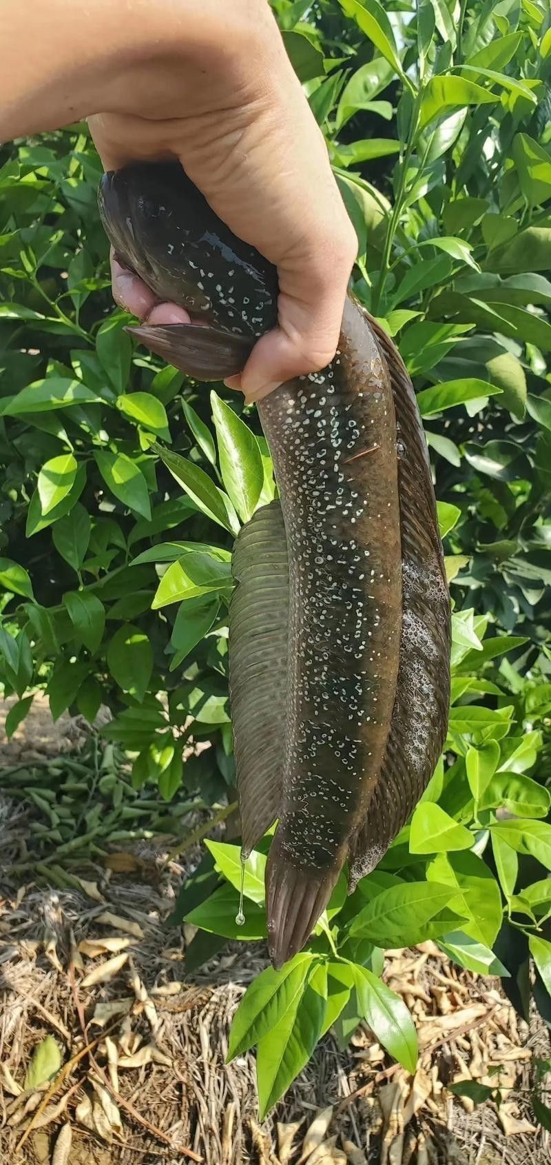 七星魚和雷龍魚哪個更適合家庭養殖？