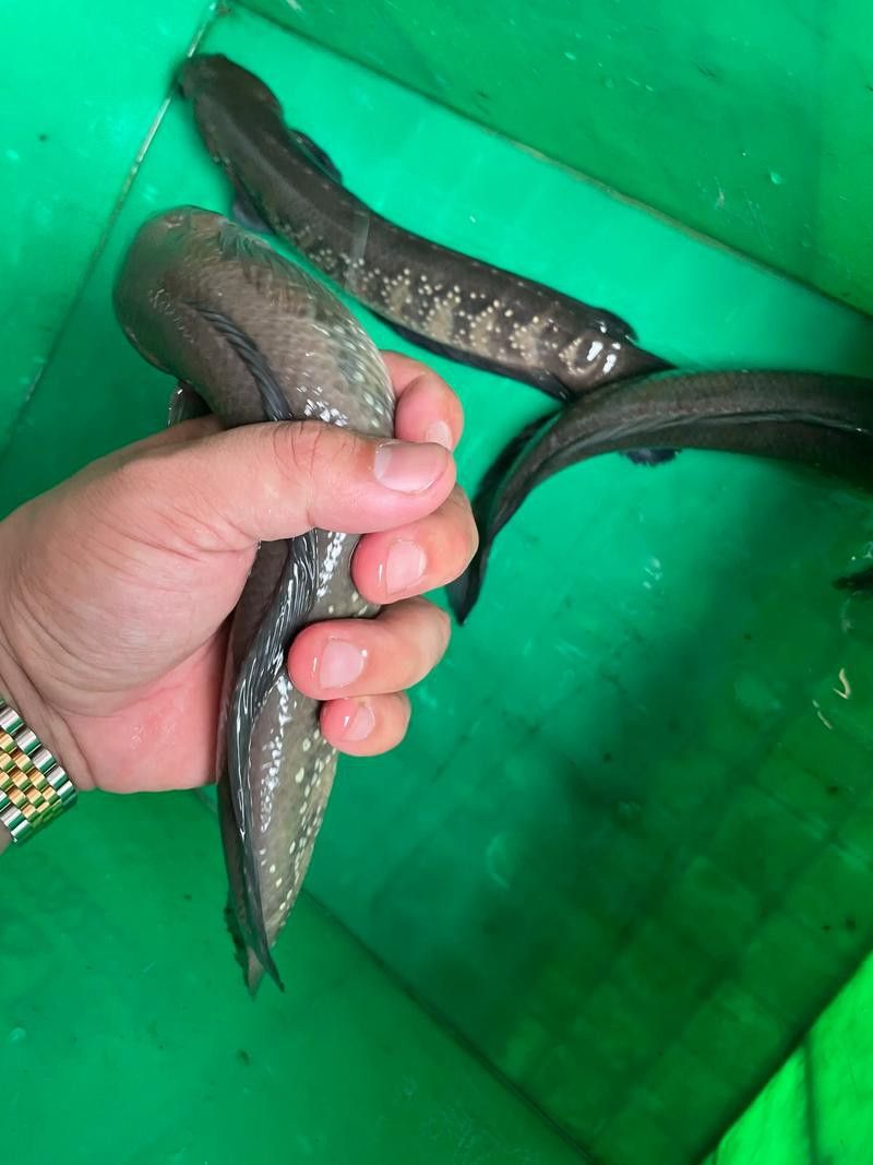 七星魚和雷龍魚哪個更適合家庭養殖？
