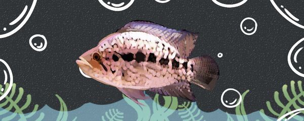 繁殖紅老虎魚環境布置，紅老虎魚繁殖水質管理技巧
