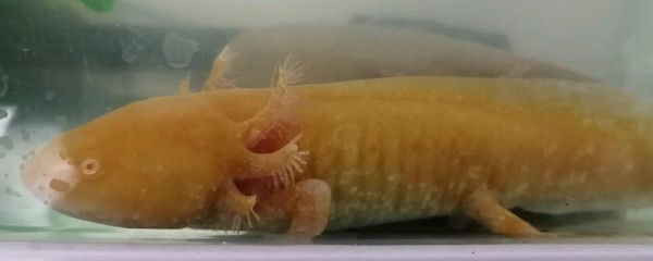 龍魚吃泥鰍吞不下去的處理方法（如何處理龍魚吃泥鰍吞不下去的問題）