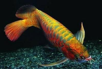 龍魚越養顏色越淺（龍魚越養顏色越淺,龍魚顏色變淺可能由多種因素引起）