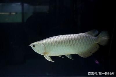 龍魚適應(yīng)溫度是多少攝氏度：龍魚適應(yīng)的水溫范圍