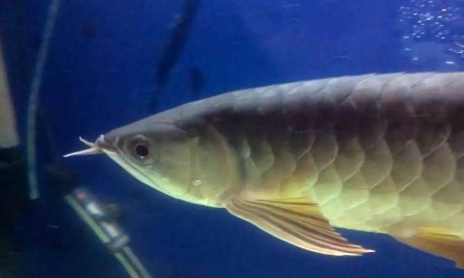 紅龍魚炸鱗怎么治療（紅龍魚炸鱗與水質關系） 紅龍魚炸鱗怎么治療（紅龍魚炸鱗與水質關系） 龍魚百科 第4張