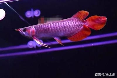 紅龍魚(yú)嘴唇不紅：為什么紅龍魚(yú)嘴唇不紅 紅龍魚(yú)嘴唇不紅：為什么紅龍魚(yú)嘴唇不紅 龍魚(yú)百科 第1張