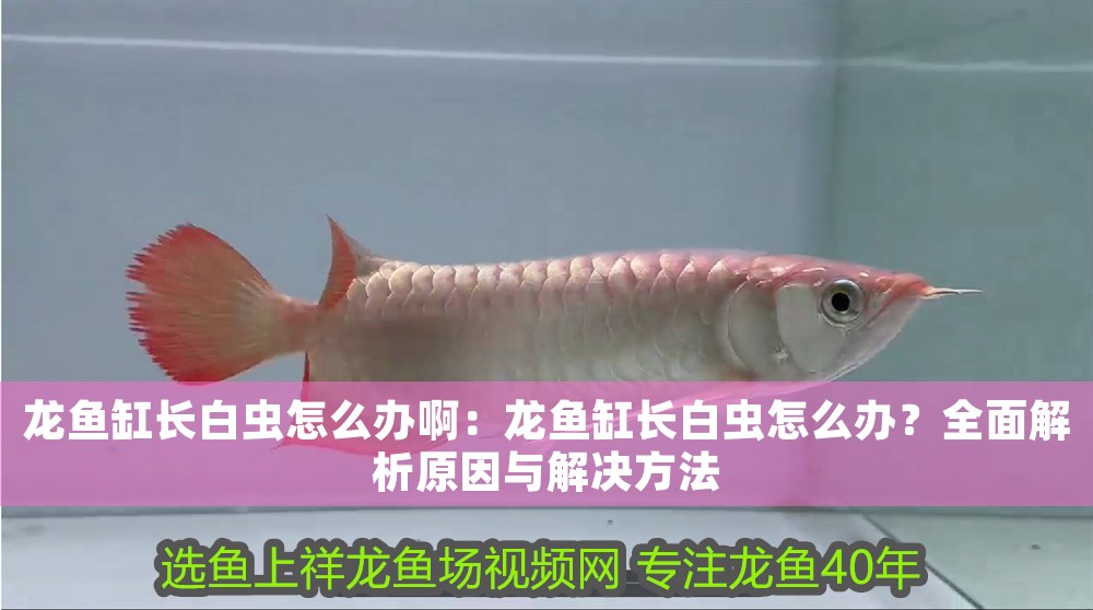 龍魚缸長白蟲怎么辦啊：龍魚缸長白蟲怎么辦？全面解析原因與解決方法
