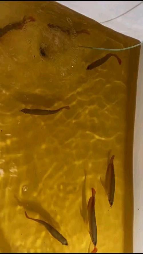 如何聯(lián)系這些龍魚漁場(chǎng)？