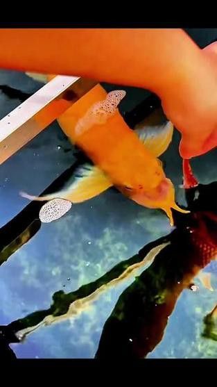 如何聯(lián)系這些龍魚漁場(chǎng)？