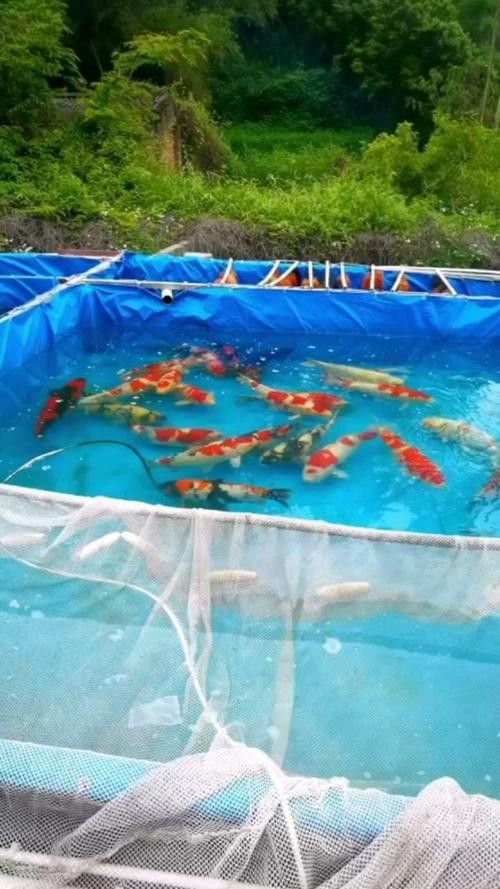 如何聯(lián)系這些龍魚漁場(chǎng)？