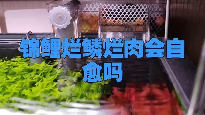 錦鯉爛身能自愈嗎？