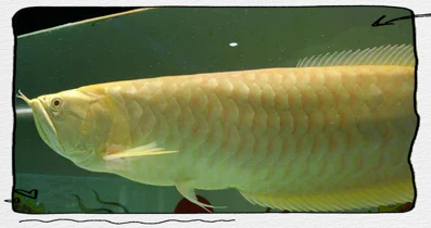 銀龍魚多久繁殖一次？