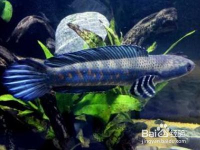雷龍魚怎么喂飼料：如何訓練雷龍魚吃飼料